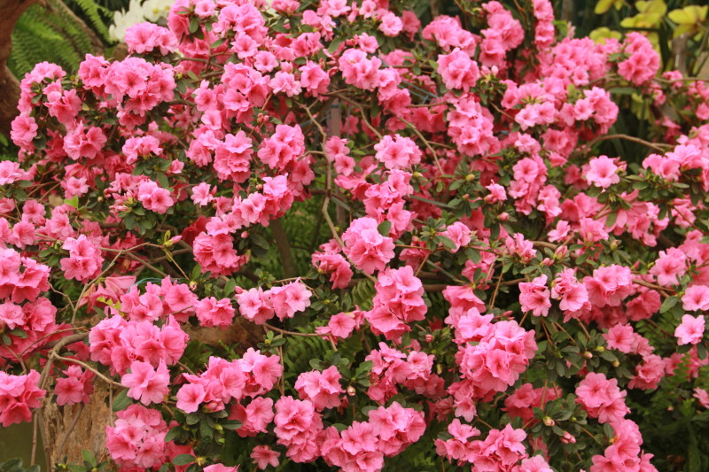 Flores e pessoas