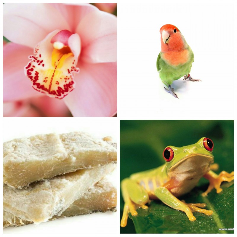 Como você a chama?