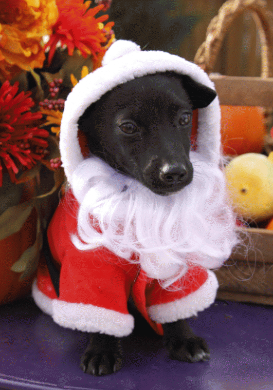 O que é Natal pra você?